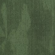 Latitude cypress