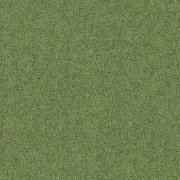 4122306 Fern